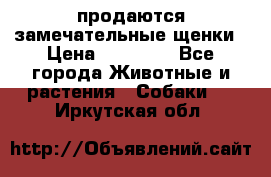 продаются замечательные щенки › Цена ­ 10 000 - Все города Животные и растения » Собаки   . Иркутская обл.